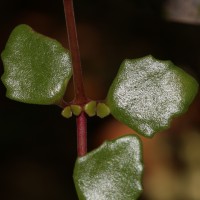 Coleus prostratus (Gürke) A.J.Paton